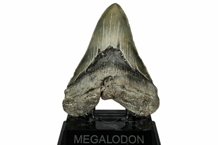 Fossil Megalodon Tooth - North Carolina #328406